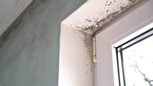 Best Home Mold Removal  in Monument, CO