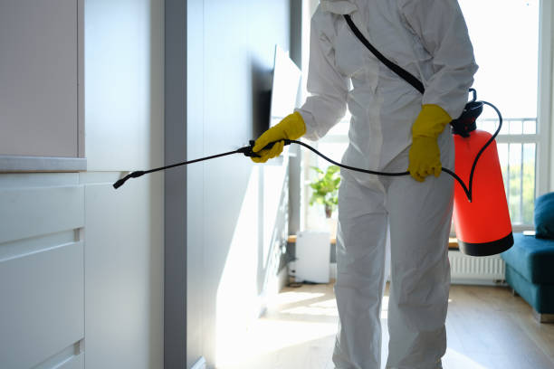 Best Mold Removal and Inspection  in Monument, CO