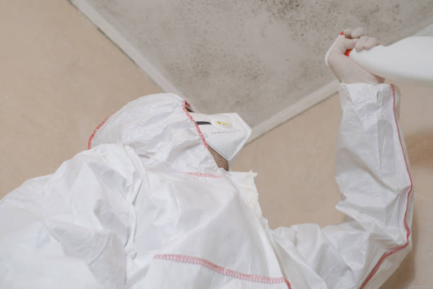 Best Certified Mold Removal  in Monument, CO