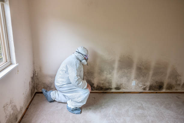 Best Residential Mold Removal  in Monument, CO