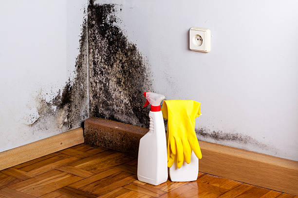 Best Emergency Mold Removal  in Monument, CO